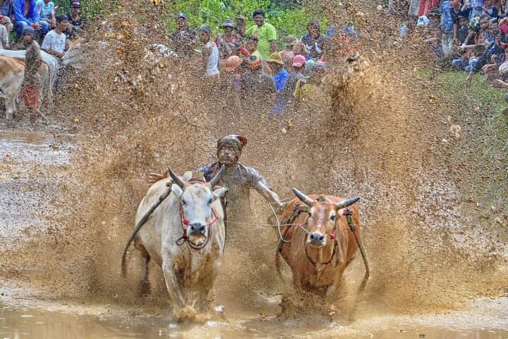 Private Day Tour from Bukittinggi to See Pacu Jawi Bull Race and Pagaruyung Palace