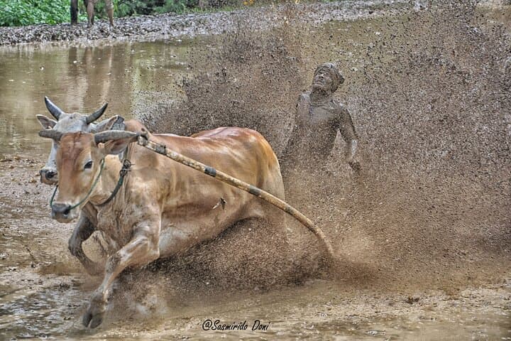 Private Day Tour from Bukittinggi to See Pacu Jawi Bull Race and Pagaruyung Palace photo 2