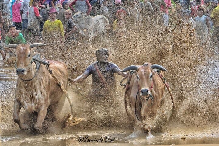 Private Day Tour from Bukittinggi to See Pacu Jawi Bull Race and Pagaruyung Palace photo 3