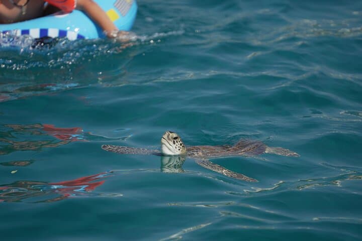 Protaras Blue Lagoon & Turtle Cruise — Afternoon Family Boat Trip photo 4