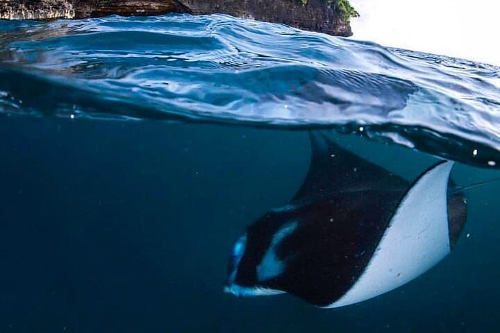 Manta Point Snorkeling and West Coast Tour — Swim with Giant Mantas on Nusa Penida photo 1