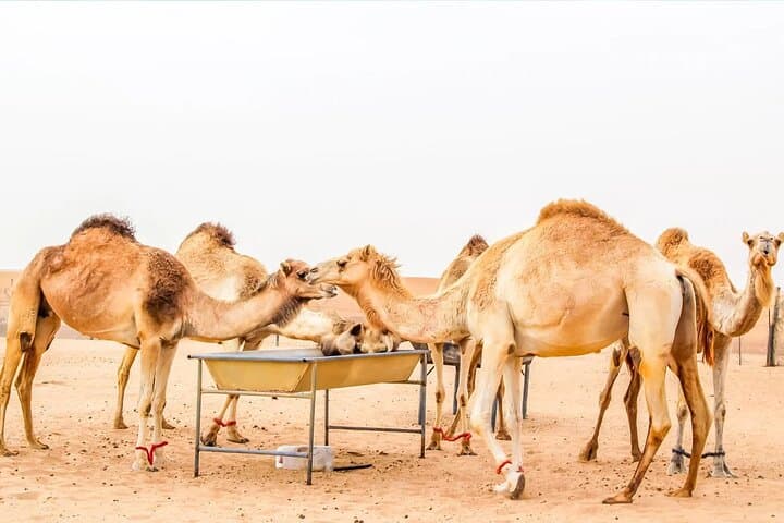VIP Red Dune Safari in Dubai: Camel Rides, Dune Bashing & BBQ Sunset Experience photo 5