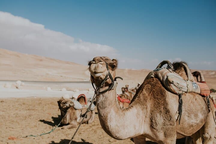 Agafay Desert Camel Ride & Sunset Dinner Experience Near Marrakech