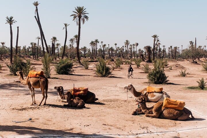 Camel Ride Through Marrakech's Palm Groves — Half-Day Cultural Safari