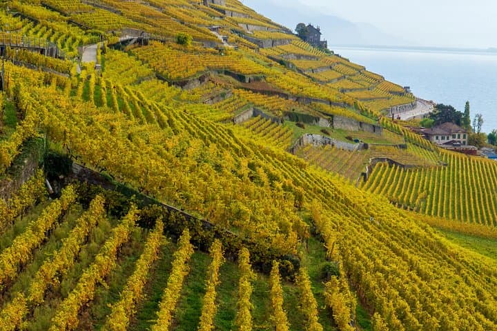 Lavaux Wine and Vineyard Experience with Boat Cruise from Geneva