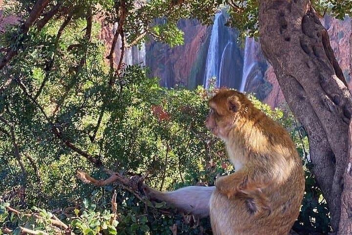 Day Trip to Ouzoud Waterfalls from Marrakech: Hike, Boat Ride & Local Lunch photo 2