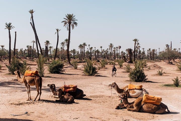 Palmeraie Camel & Quad Adventure from Marrakech — 3-Hour Quad Bike and Camel Ride photo 2