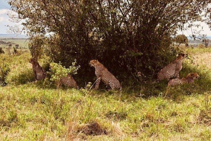 Overnight Safari to Tsavo East from Kilindini Harbour — 2-Day Group Game Drive photo 3