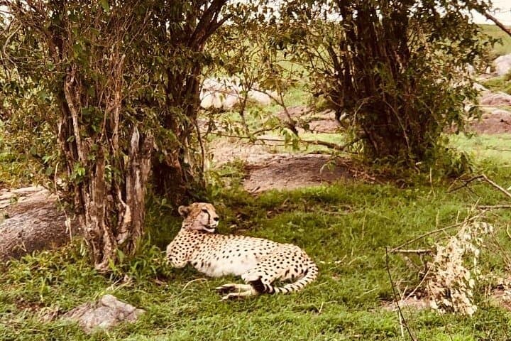 6-Day Safari: Maasai Mara, Lake Nakuru & Amboseli — Big Five Game Drives photo 3