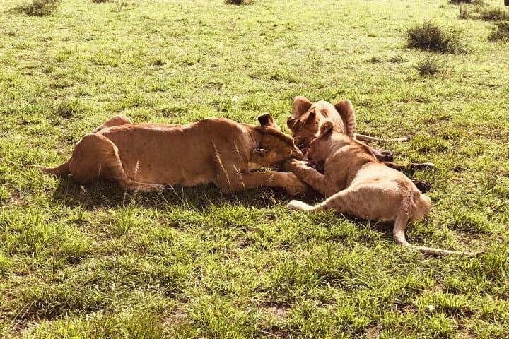 6-Day Safari: Maasai Mara, Lake Nakuru & Amboseli — Big Five Game Drives photo 4