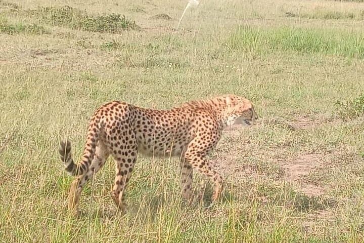 Private Day Safari to Tsavo East from Mombasa: Aruba Dam & Big Game Viewing photo 3