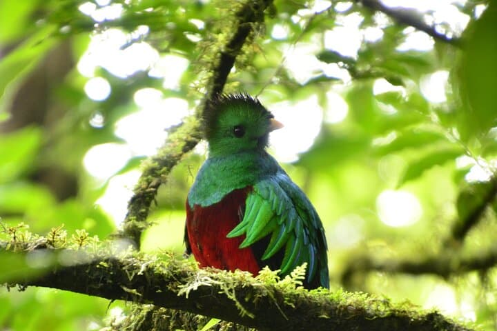 Morning in Monteverde: Guided Cloud Forest Walk with Wildlife Spotting