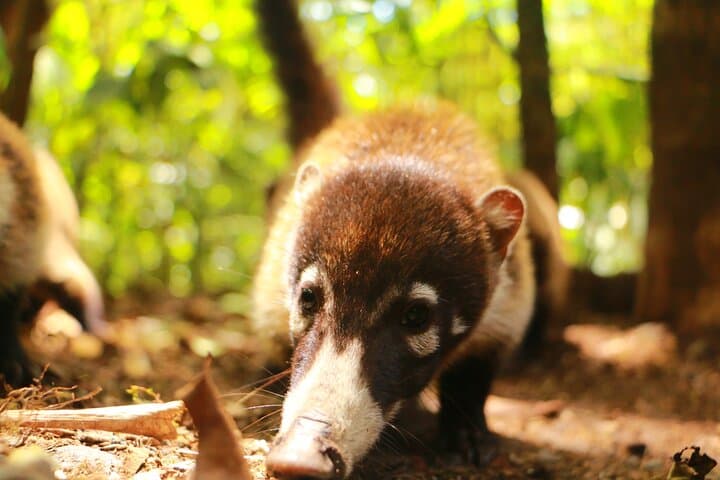 Morning in Monteverde: Guided Cloud Forest Walk with Wildlife Spotting photo 2