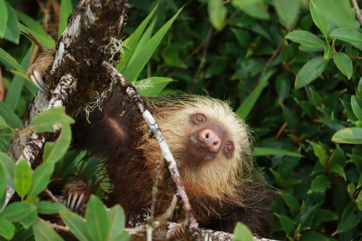 Morning in Monteverde: Guided Cloud Forest Walk with Wildlife Spotting photo 3