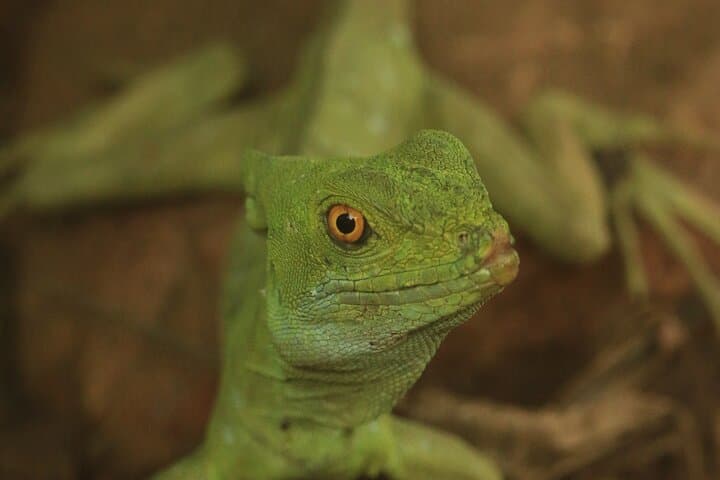 Morning in Monteverde: Guided Cloud Forest Walk with Wildlife Spotting photo 4