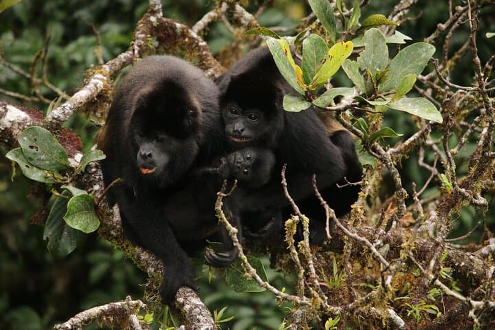 Morning in Monteverde: Guided Cloud Forest Walk with Wildlife Spotting photo 5