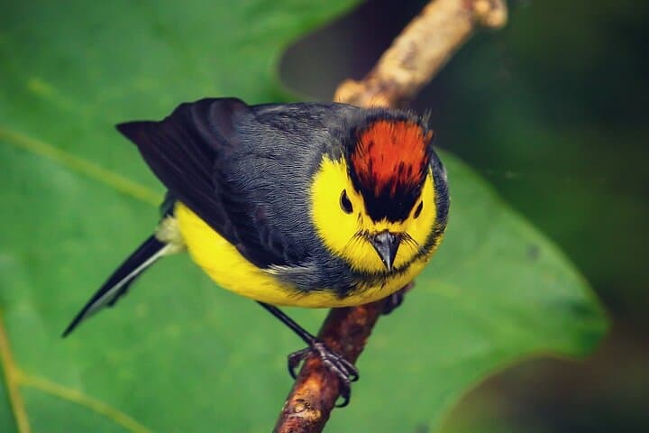 Morning in Monteverde: Guided Cloud Forest Walk with Wildlife Spotting photo 6