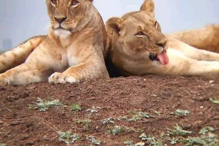 6-Day Safari: Maasai Mara, Lake Nakuru & Amboseli — Big Five Game Drives photo 2