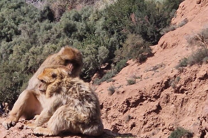 Ouzoud Waterfalls Guided Hiking and Boat Day Trip from Marrakech photo 5