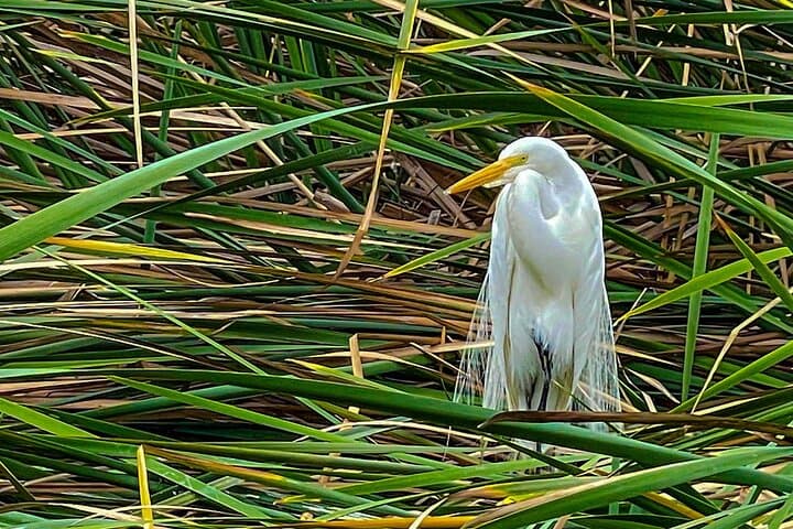 Pantanos de Villa Birdwatching Tour — Last Urban Wildlife Refuge in Lima photo 4