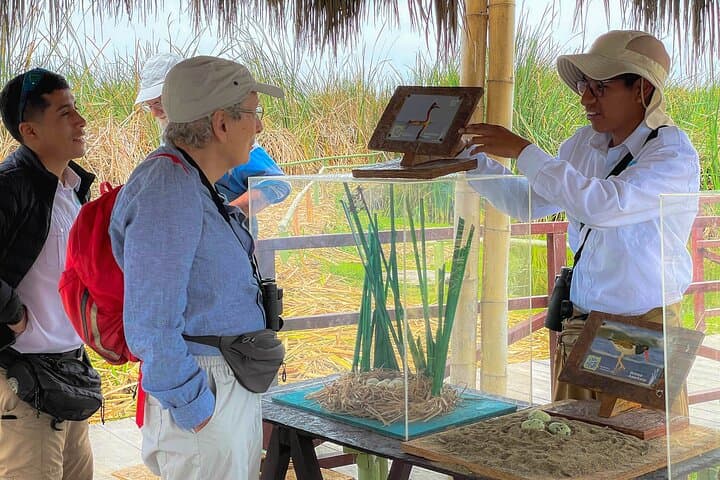 Pantanos de Villa Birdwatching Tour — Last Urban Wildlife Refuge in Lima