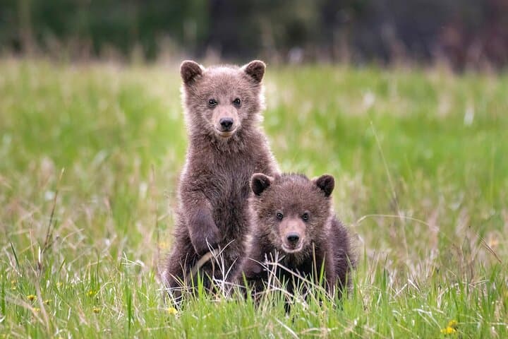 Evening Wildlife Tour in Jasper National Park — Spot Elk, Moose & Wolves photo 2