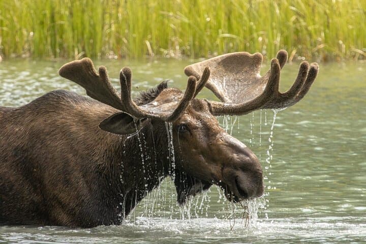 Maligne Valley & Medicine Lake Day Tour — Jasper National Park Guided Walks photo 4
