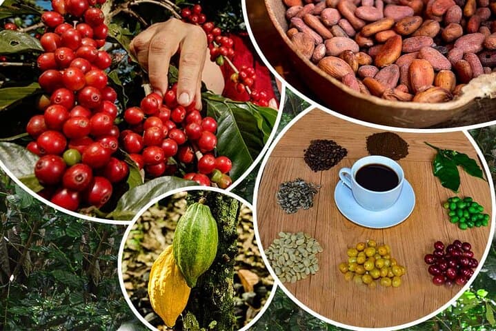 Cusco High-Jungle Coffee, Tea & Chocolate: 2-Day Flavor Journey photo 5