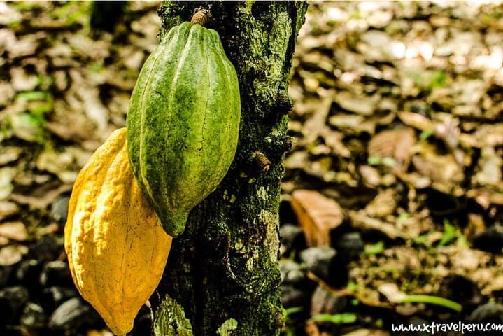 Cusco High-Jungle Coffee, Tea & Chocolate: 2-Day Flavor Journey photo 3