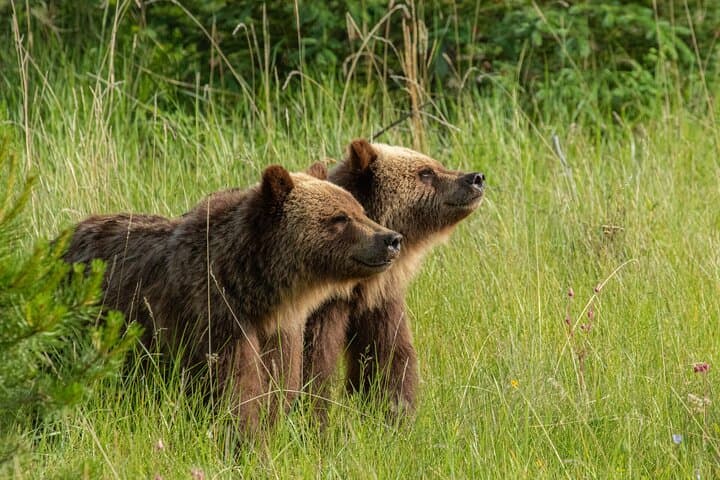 Evening Wildlife Tour in Jasper National Park — Spot Elk, Moose & Wolves