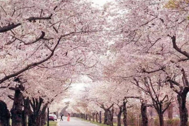 Capital Spring Splendor: 3-Day Cherry Blossom & East Coast Highlights Tour from Boston photo 4