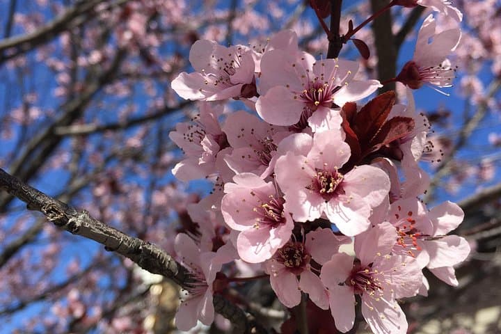 Capital Spring Splendor: 3-Day Cherry Blossom & East Coast Highlights Tour from Boston photo 2