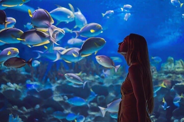Inside Dubai Aquarium & Underwater Zoo — Downtown Dubai's Giant Marine Experience photo 3
