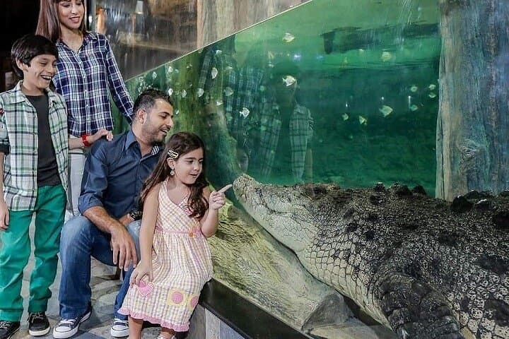 Inside Dubai Aquarium & Underwater Zoo — Downtown Dubai's Giant Marine Experience photo 5