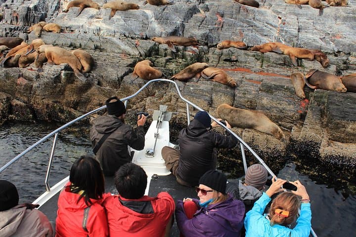 Sailing the Beagle Channel: Small-Group Boat Tour and Coastal Hike from Ushuaia photo 3