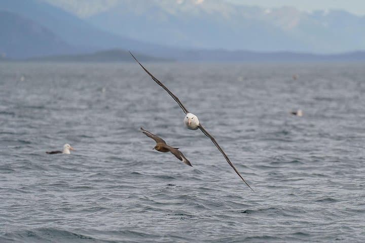 Sailing the Beagle Channel: Small-Group Boat Tour and Coastal Hike from Ushuaia photo 4