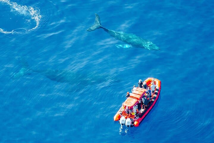 Maui Raft Whale-Watching from Kihei: High-Speed Humpback Tours with Hydrophone photo 2