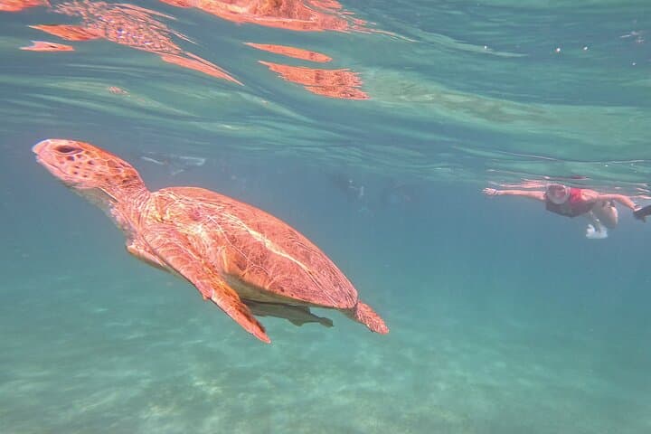 Luxury Boat to Marsa Mubarak — Swim with Dugongs and Sea Turtles photo 2