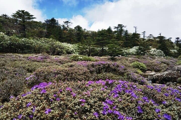 Sunrise on Jiaozi Snow Mountain: Private Day Hike from Kunming photo 6