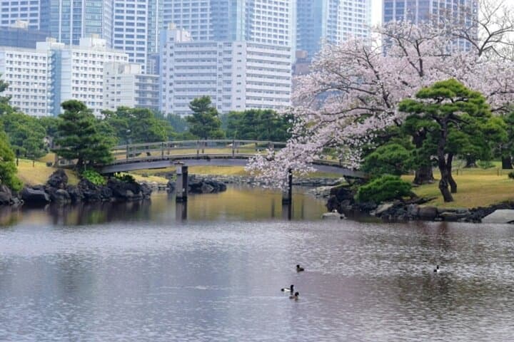 Tokyo Cherry Blossom Private Dinner & Sakura Garden Tour photo 6