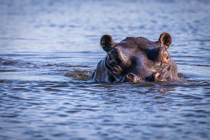 Okavango Delta Mokoro Day Tour: Paddle the Wild Heart of Botswana photo 2