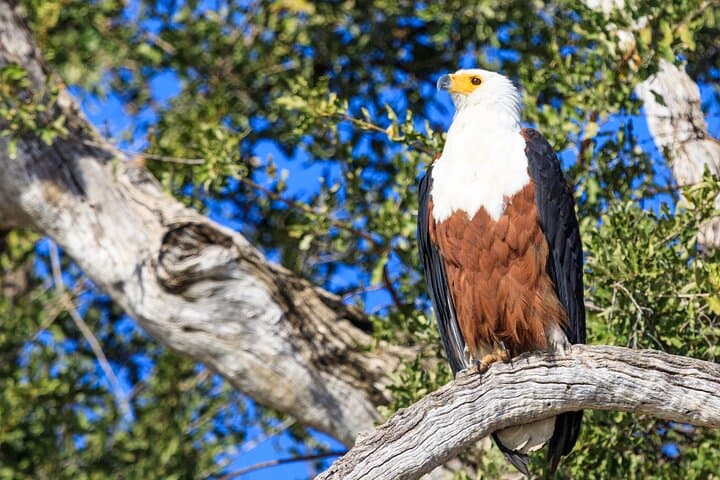 Okavango Delta Mokoro Day Tour: Paddle the Wild Heart of Botswana photo 4