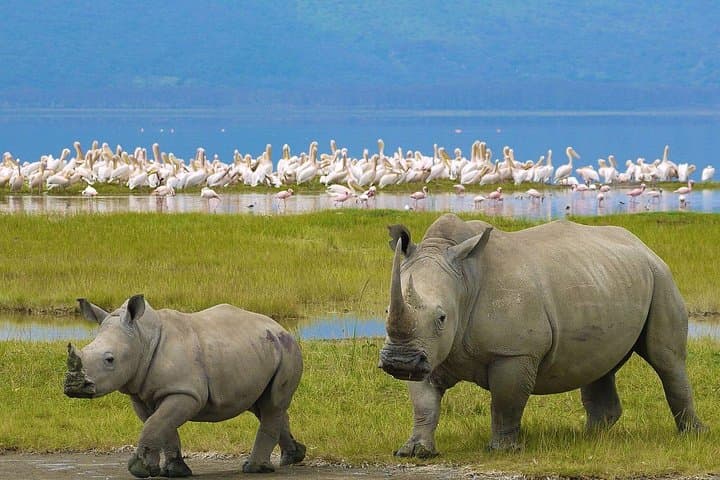 Lake Nakuru Safari: 2-Day Flamingo Spectacle & Big Five Game Drive from Nairobi photo 4