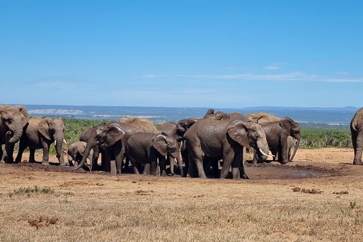 Half-Day Open 4x4 Safari in Addo Elephant National Park photo 2