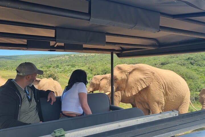 Half-Day Open 4x4 Safari in Addo Elephant National Park photo 3