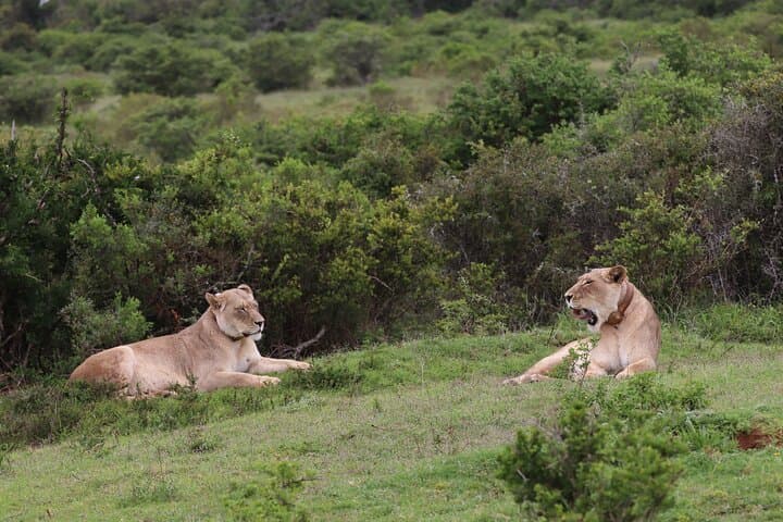 Half-Day Open 4x4 Safari in Addo Elephant National Park photo 4