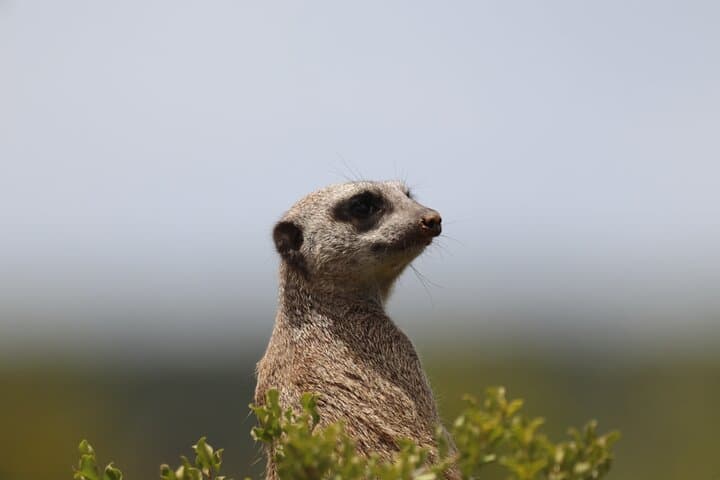 Half-Day Open 4x4 Safari in Addo Elephant National Park photo 5