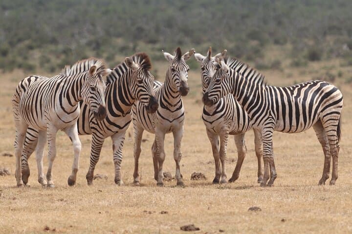 Half-Day Open 4x4 Safari in Addo Elephant National Park photo 6
