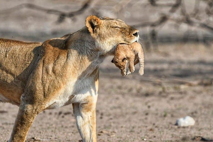 Game Drives in Zambezi National Park: Victoria Falls Safari Adventure photo 2