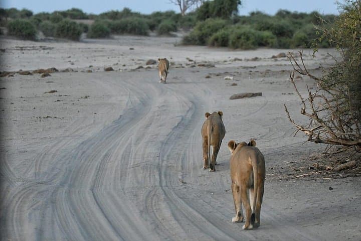 Game Drives in Zambezi National Park: Victoria Falls Safari Adventure photo 4